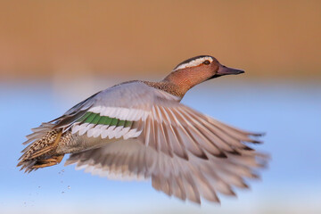 Garganey bird in breeding plumage in flight, male flying over lake Spatula querquedula