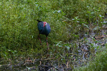 swamphen