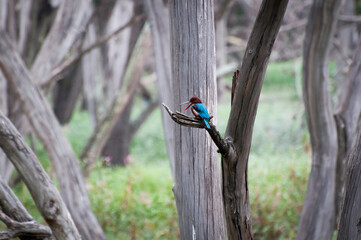 Lakeside kingfisher