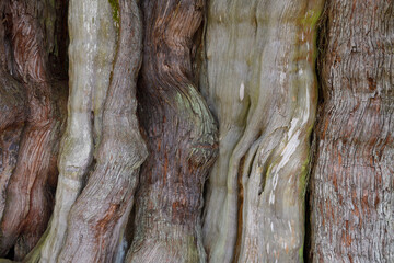Close up of an old tree
