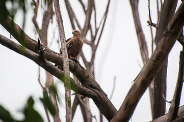Falcon on a tree branch