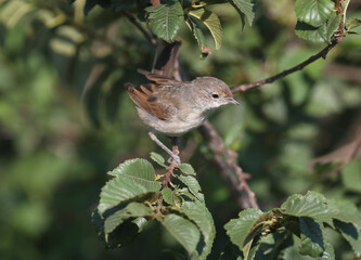 Young common whitethroat (Sylvia communis) photographed in tree branches with green leaves closeup in soft morning light