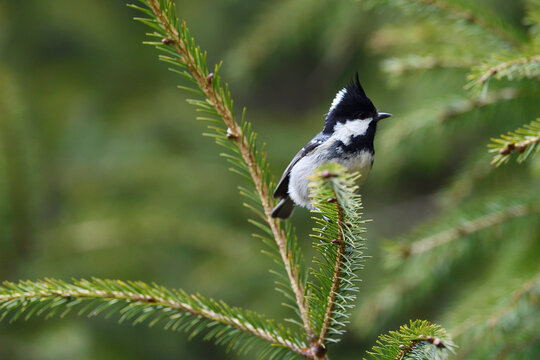 Taiwan Coal tit