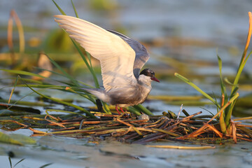 The whiskered tern (Chlidonias hybrida) are photographed close-ups near their nests in the soft...