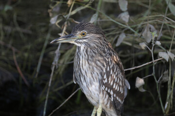 A young black-crowned night heron (Nycticorax nycticorax) is photographed very close up at close range. Identification signs and details of the bird's plumage are clearly visible.