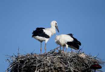 Two large chicks of the white stork are photographed close-up in the nest. The unusual angles and poses of the chicks are very attractive and exotic. © VOLODYMYR KUCHERENKO