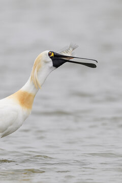 Black-faced Spoonbill