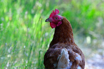 Freilaufende Hühner auf einer Wiese	
