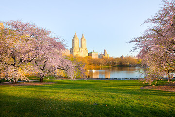 Cherry blossom at the Lake at Central Park and skyline of apartment buildings in upper west side Manhattan