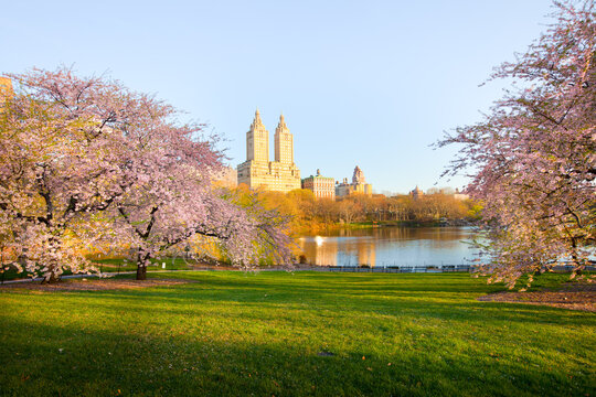 Cherry blossom at the Lake at Central Park and skyline of apartment buildings in upper west side Manhattan