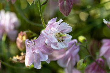 Wildflower. Detailed macro view. Flower on a natural background.