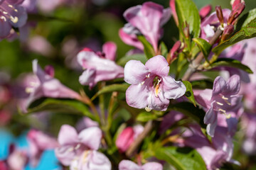 Winter daphne flowers. Detailed macro view. Flower on a natural background, sunlight.