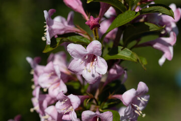 Winter daphne flowers. Detailed macro view. Flower on a natural background, sunlight.