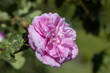 Pink rose flower. Detailed macro view. Flower on a natural background, soft light.