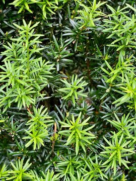 Conifer, coniferae branche in close-up.