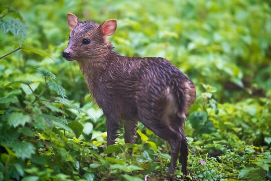 Taiwan muntjac baby