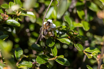 Bee on white pear flowers. Detailed macro view. Flower on a natural background.