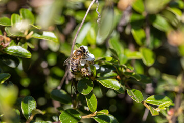 Bee on white pear flowers. Detailed macro view. Flower on a natural background.