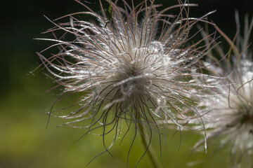 Fototapeta premium Wildflower. Detailed macro view. Flower on a natural background.