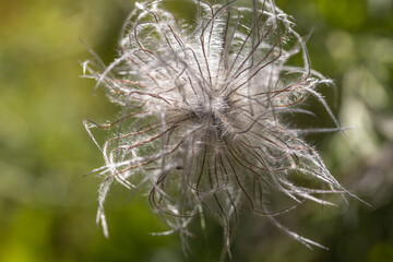 Fototapeta premium Wildflower. Detailed macro view. Flower on a natural background.