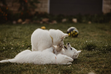 White Swiss shepherd puppies playing in the garden 