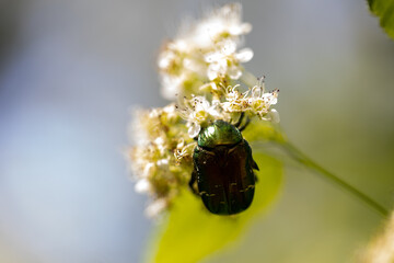 Flower beetle on a white flower. Detailed macro view. Flower on a natural background.