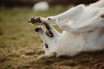 White Swiss shepherd playing with a stick 