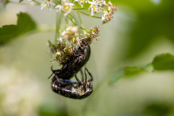 Flower beetle on a white flower. Detailed macro view. Flower on a natural background.