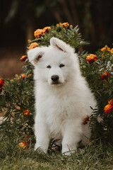 White Swiss shepherd puppy in flowers pet portrait 