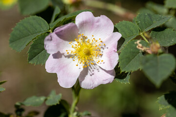 Rose hips flowers. Detailed macro view. Flowers on a natural background.