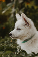 White Swiss shepherd puppy pet portrait close up 

