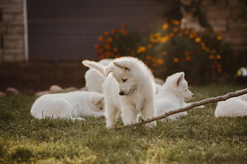 White Swiss shepherd puppies playing in the garden with a stick