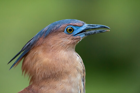 Malayan Night heron