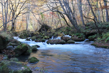 Obraz premium 秋の奥入瀬渓流