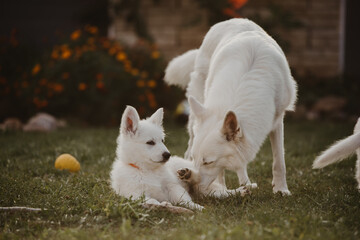 Mom dog cleaning up white Swiss shepherd puppy in the garden 