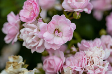 Rose hips flowers. Detailed macro view. Flowers on a natural background.