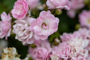 Rose hips flowers. Detailed macro view. Flowers on a natural background.