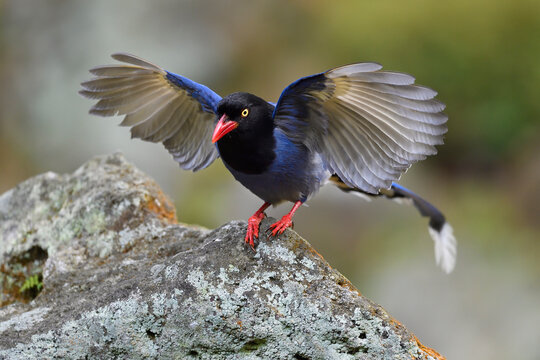 Taiwan Blue Magpie bird with wings spread