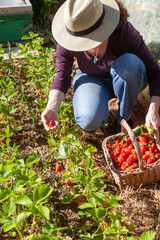 Fototapeta premium Au potager - femme récoltant des fraises
