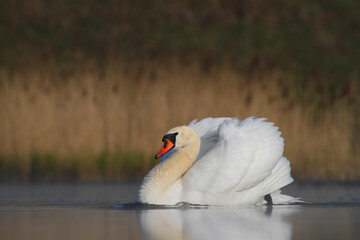 Mute swan. Bird on a lake in water. Cygnus olor