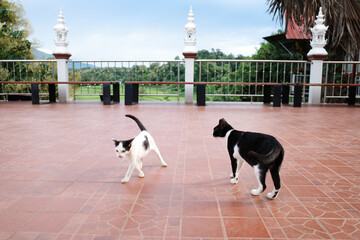 Thai stray cats are playing together on the floor in the temple