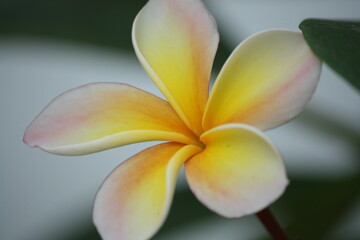 frangipani plumeria flower