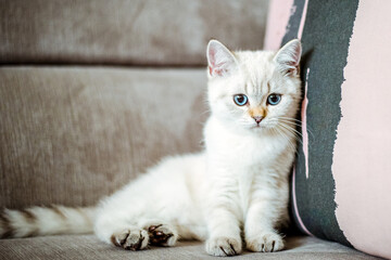 A cute light gray British kitten with blue eyes is sitting on a gray sofa.