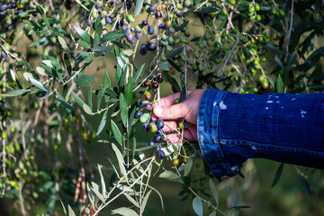 olive hand picking