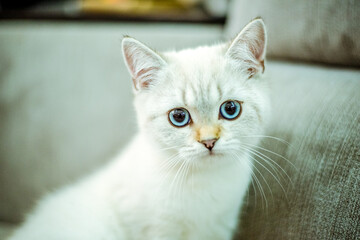 Portrait of a cute British kitten with blue eyes on a gray background. Cozy home. Domestic cat. Close up copy space