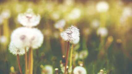 On a green meadow among the field grass, white fluffy dandelions are blooming, and their light down is blown away by the wind. Summertime.