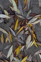 Colorful autumn leaves on a ground