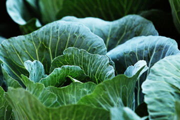cabbage growing in the garden