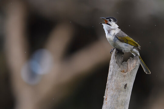 Styan's Bulbul