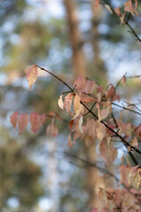 Light pink autumn leaves on forest background